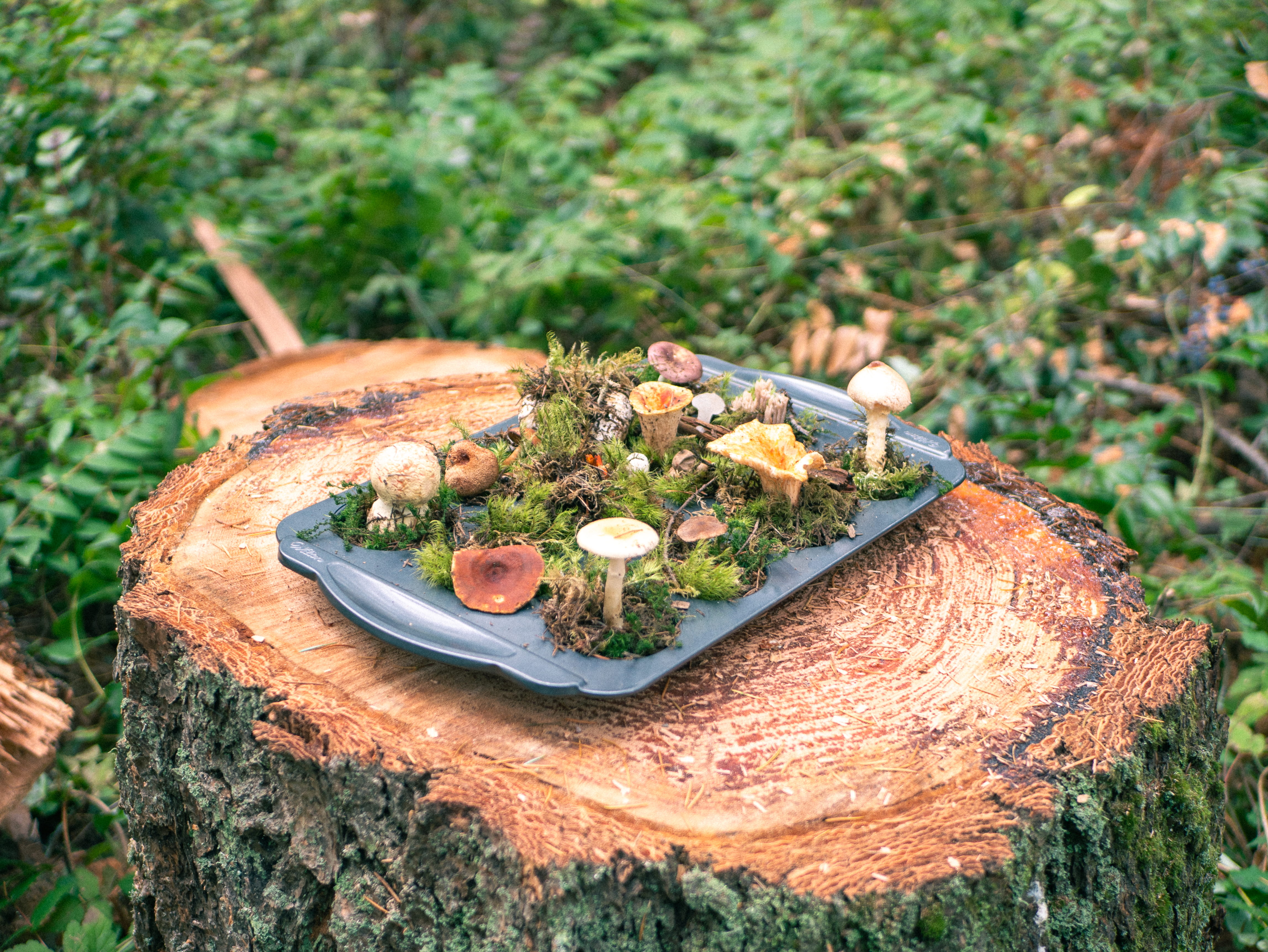 森林中展示蘑菇样本