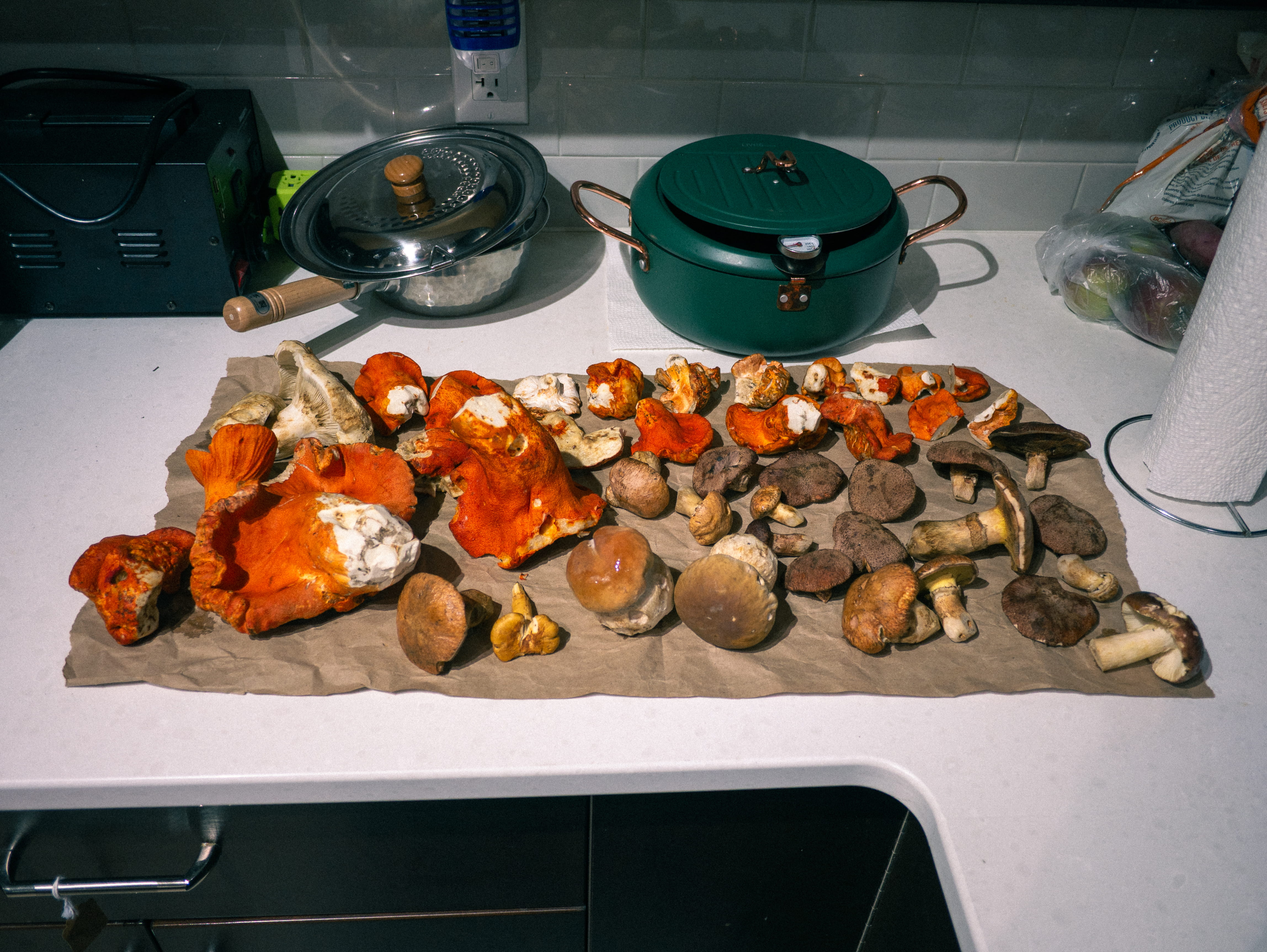 采集回家后的多种蘑菇